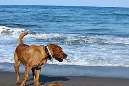 狗,海,動物