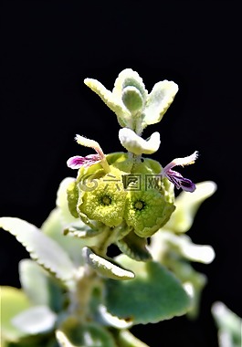 植物,鮮花,性質(zhì)