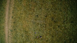 空氣,森林,伍茲