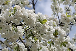 櫻花,梅花,白