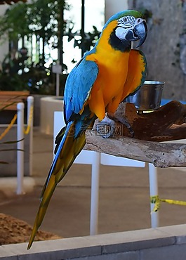 金剛鸚鵡,動物展覽,鳥