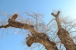 樹,自然,木材