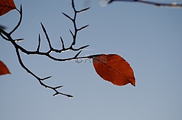 葉子,秋季,天空