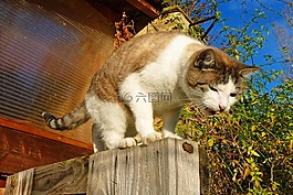 貓,貓科動物,國內(nèi)動物