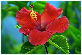 槿,紅色,花