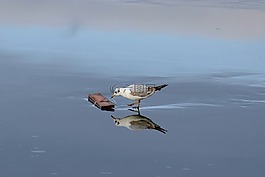 海鷗,冰,鳥