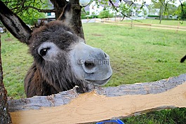 驢,性質(zhì),動物