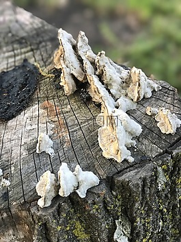 蘑菇,菌類,自然