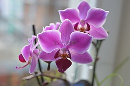 蘭花,開(kāi)花,花