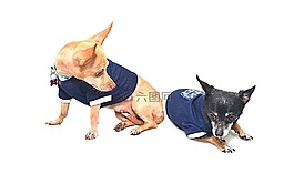 狗,可愛,團(tuán)隊(duì)