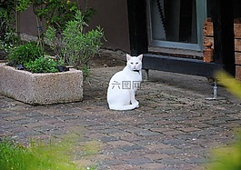 貓,動物,性質