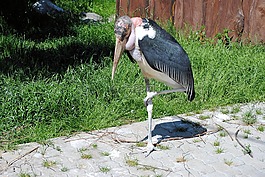 marabu,鳥,動(dòng)物