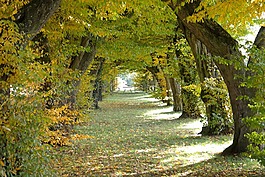 大道,城堡大道,laupheim