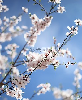 花,自然,開花