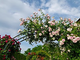鮮花,網(wǎng)格,天空