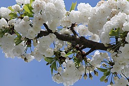 櫻花,藍(lán)色,白