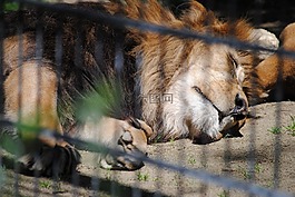 獅子,動(dòng)物園,動(dòng)物
