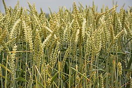 小麥,文化,收獲