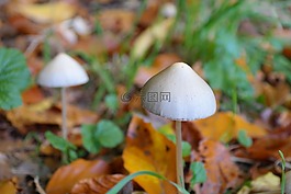 蘑菇,尖錐形的光頭,毒菌 semilanceata
