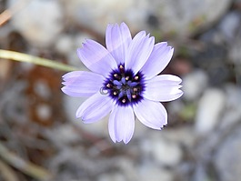 花,性質(zhì),春天