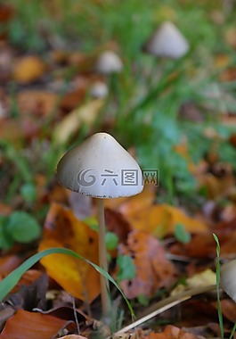 蘑菇,尖錐形的光頭,毒菌 semilanceata