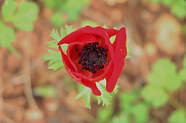 花,紅色的花,特寫