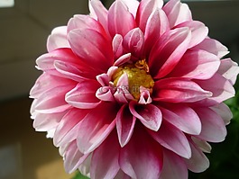 嬌琴紗,花,花花園