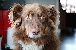 狗,澳大利亞牧羊犬,淘氣
