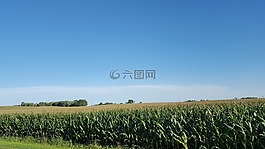 玉米田,農(nóng)業(yè),原野