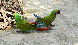 鸚鵡,鳥,多彩