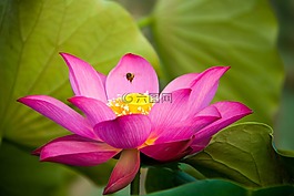 蓮花,植物區(qū)系,花