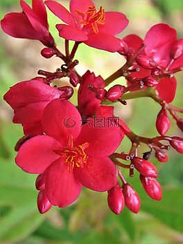 鮮花,紅色,花園