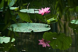 自然,植物區(qū)系,花