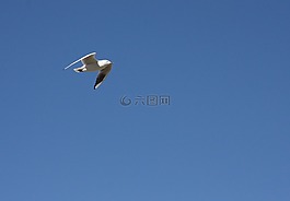 海鷗,天空,鳥