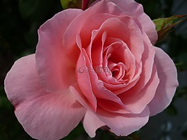 玫瑰,花,华丽