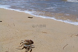 夏威夷,海,蟹