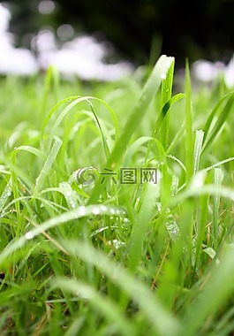 大自然,草,雨滴