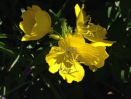 鮮花,黃色,自然