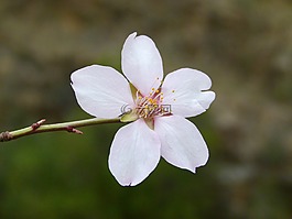 杏仁树开花的,杏仁花,花