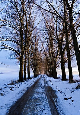 路徑,樹,雪
