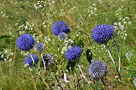 鲁塞尼亚 kugeldistel,echinops ritro,菊科