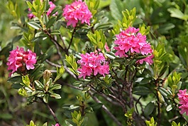 纤毛 alpenrose,花,鲜花