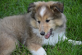 小狗,狗,設(shè)得蘭群島牧羊犬