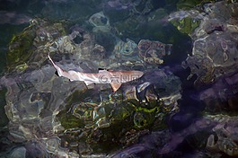 鯊魚,游泳,水