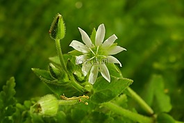花,白,明確