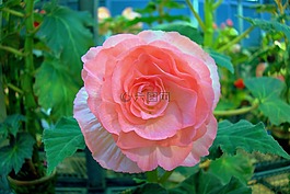 玫瑰,鮮花,粉色