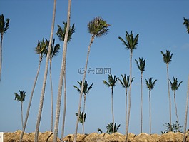 多米尼加共和國(guó),棕櫚樹,海灘