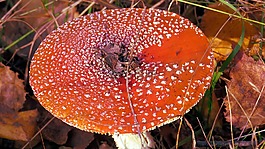 蘑菇,鹅膏菌,红色