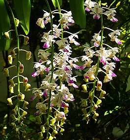 蘭花,花,鮮花