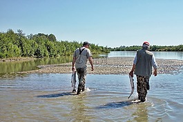 阿拉斯加州,三文魚,魚